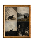 THE BLACK SHEEP
